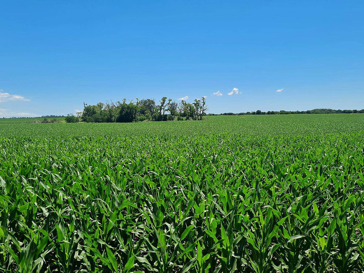 Vendo 215 Ha en Rio Cuarto