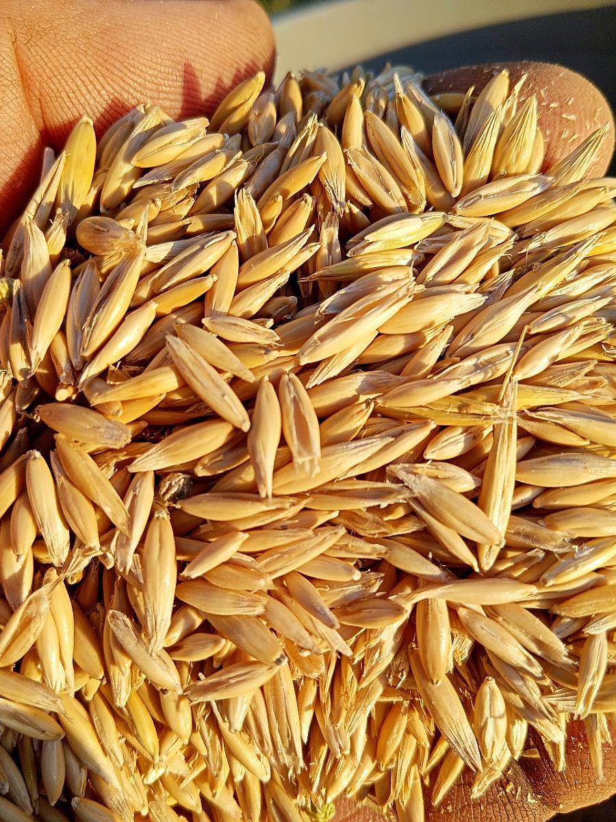 Avena U15, para Siembra, o Caballos