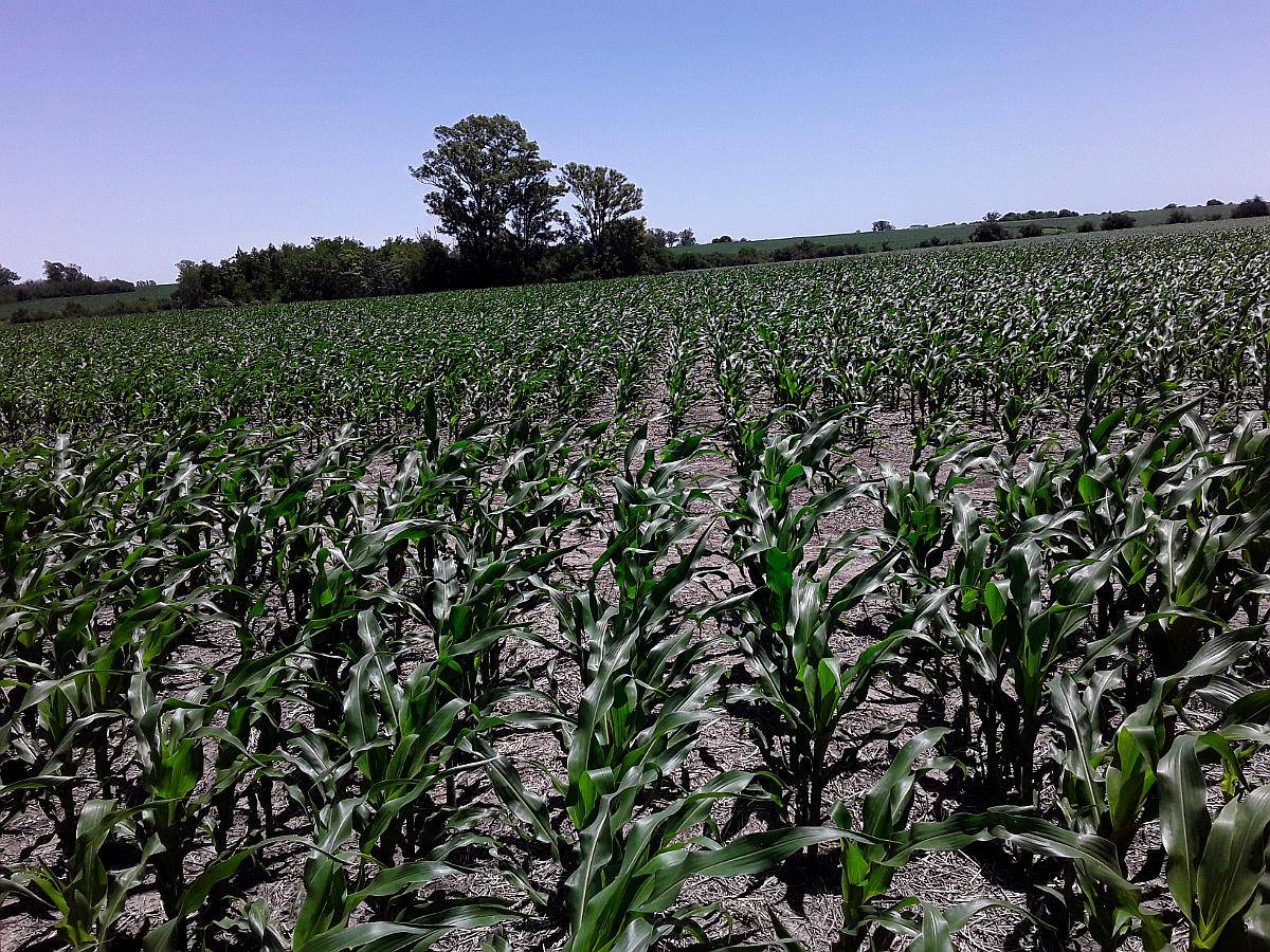 Campo Agricola 196 Hectáreas Entre Rios