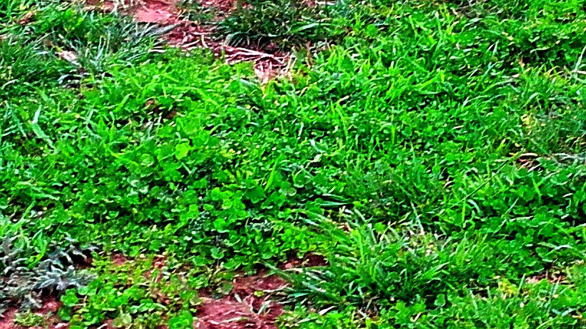 1100 Ha Mixtas, al SUR de Santa FE.