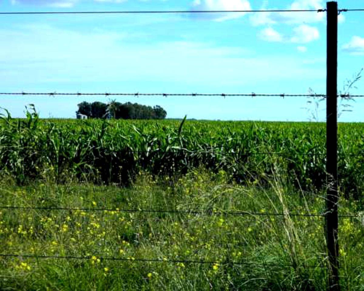 Busco Campo en Alquiler 400 / ha Agroads