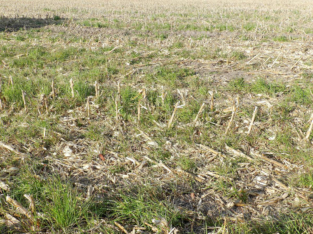 750 Has Pehuajó Mixto al 50 % Valor 6.250/ha