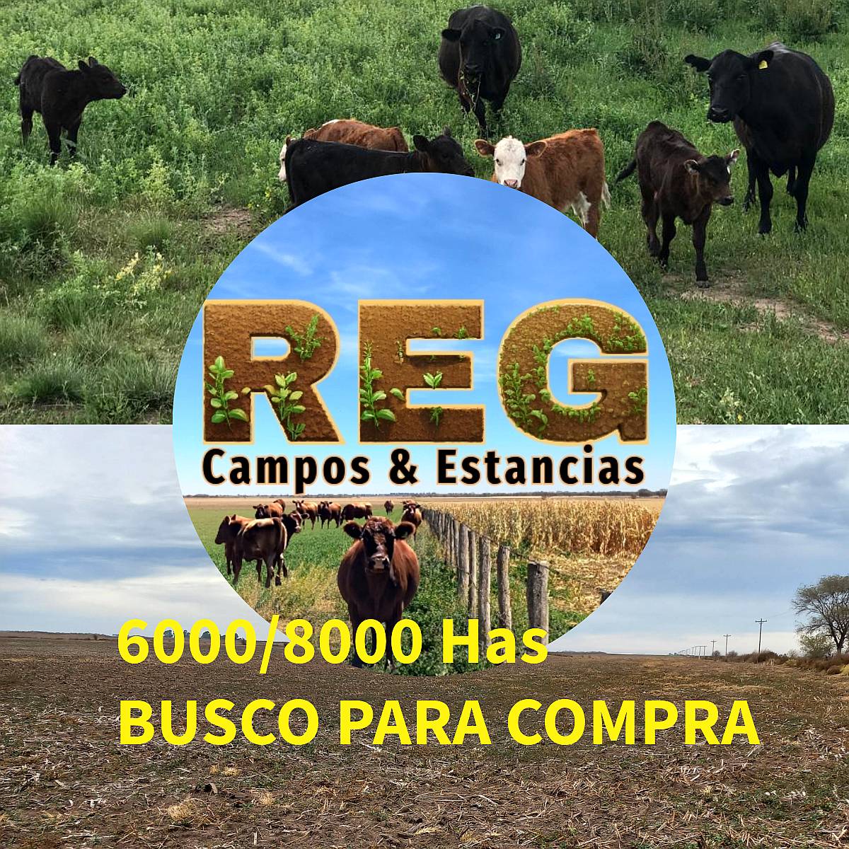 Busco por Pedido Concreto