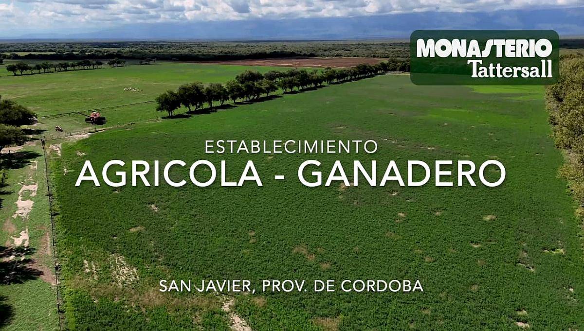 San Javier - 1250has