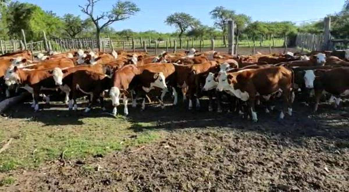 Utilidad en Disposición 50 Terneros 190 Kg 40 Vacas Descarte - Agroads