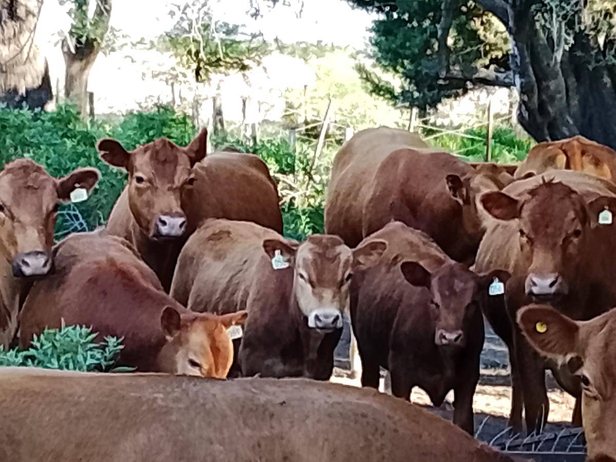 Excelentes Terneros Limangus para Toritos