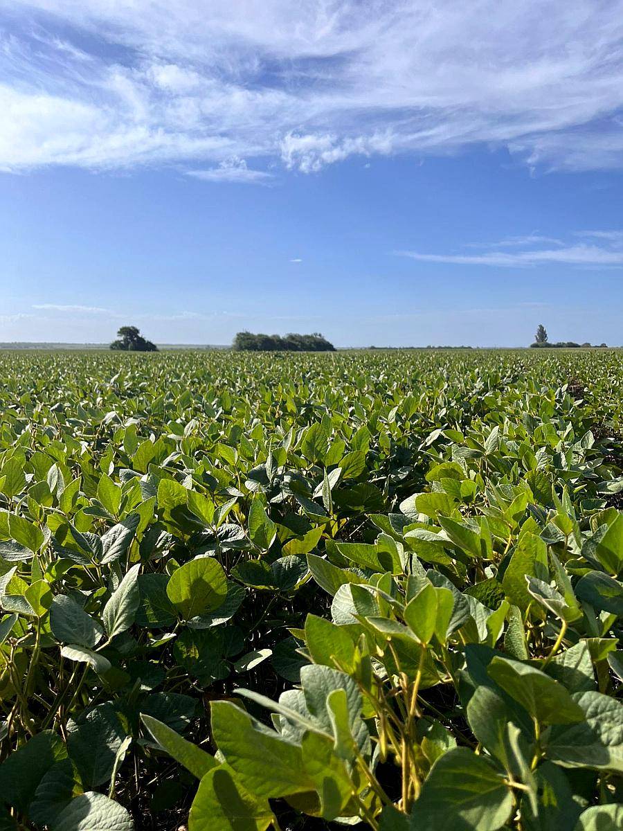 “campo en Venta con Alto Rendimiento Agrícola – Ideal Invers