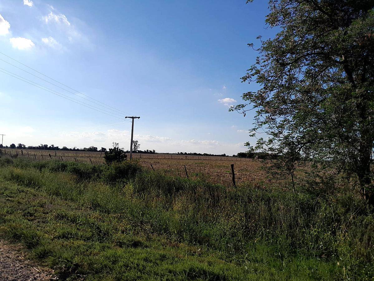 Alquiler / Venta de Campo para Cosecha