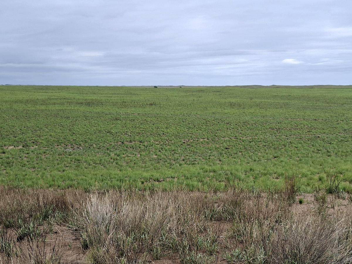 Jaguel del Monte, Loventué, la Pampa - 25.700 Ha