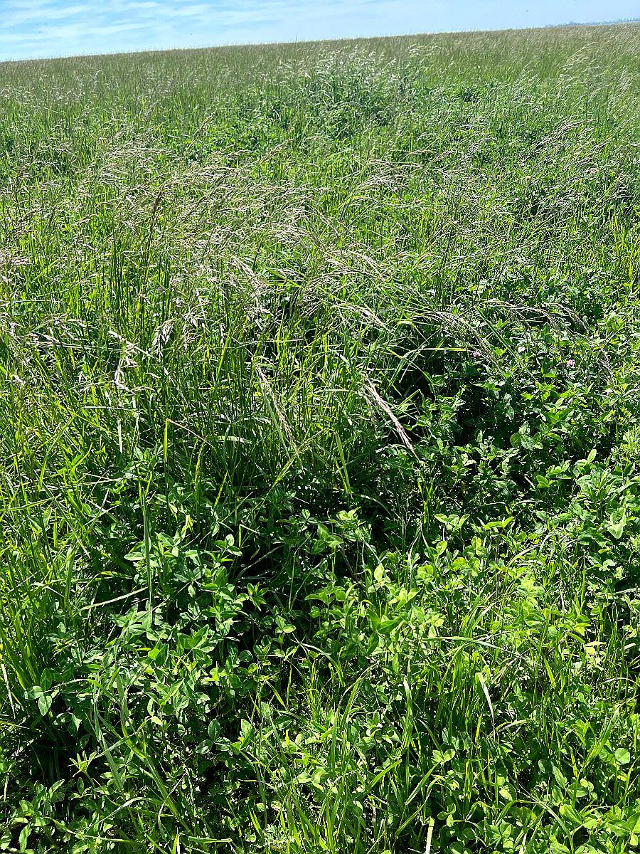 178 Has Agricolas Cultivos Soja Maíz Trigo Alfalfa