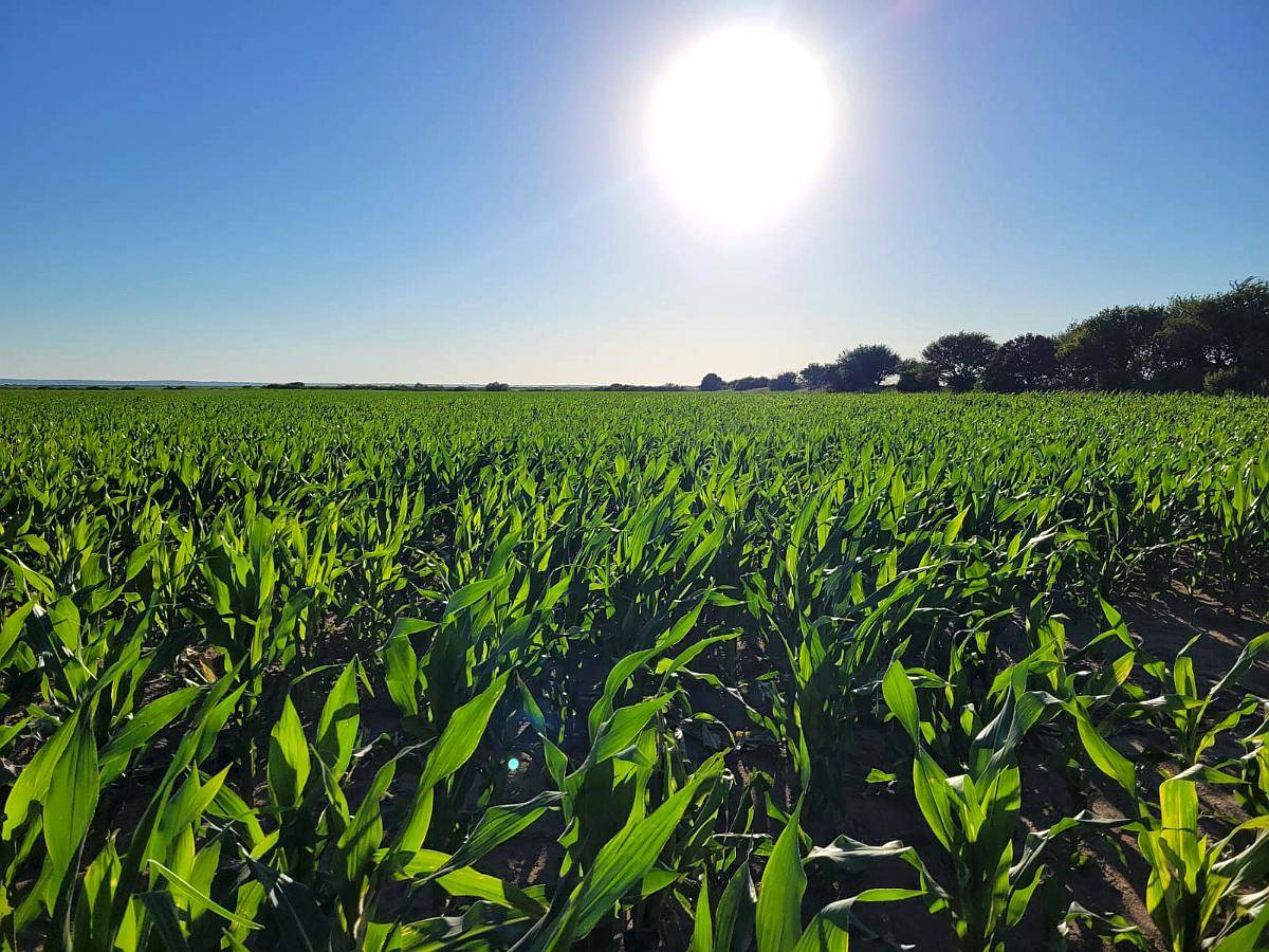 Liborio Luna 430 Has