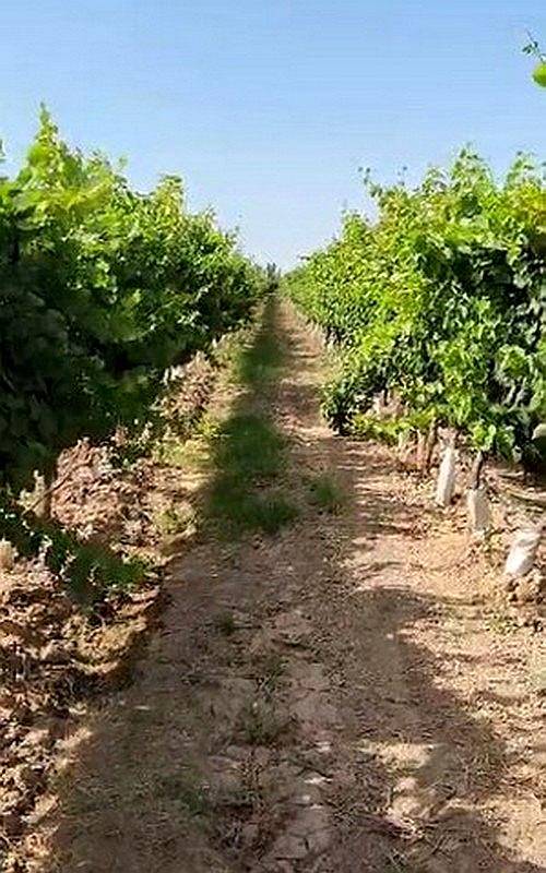42 Ha Excepcional Finca Vitivinicola, Lavalle, Mendoza