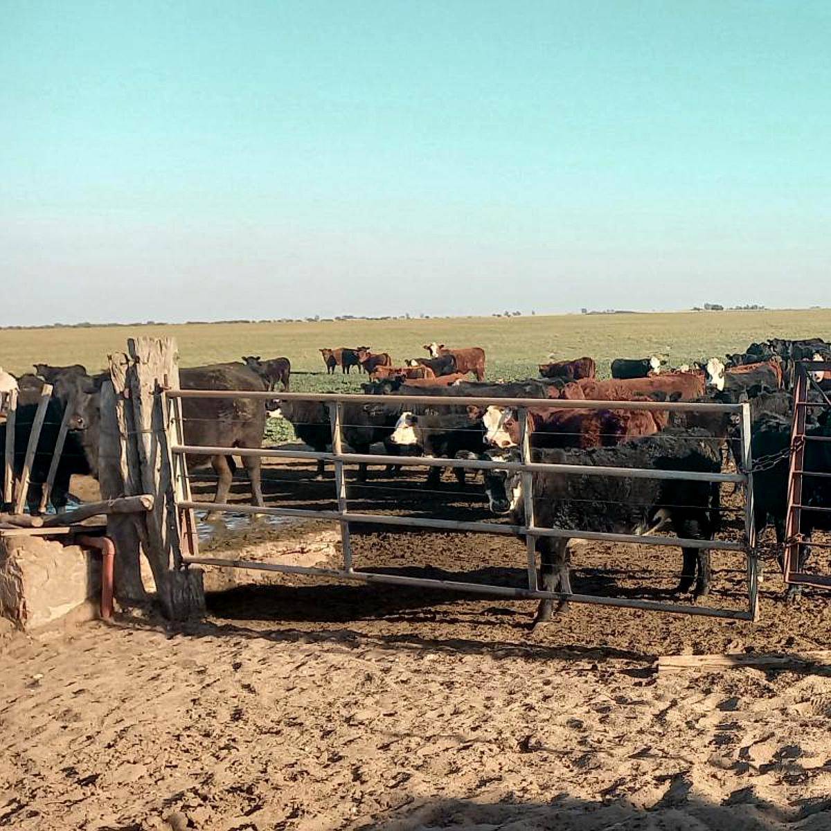 2.500 Ha muy Buena Estancia Algarrobo, Buenos Aires