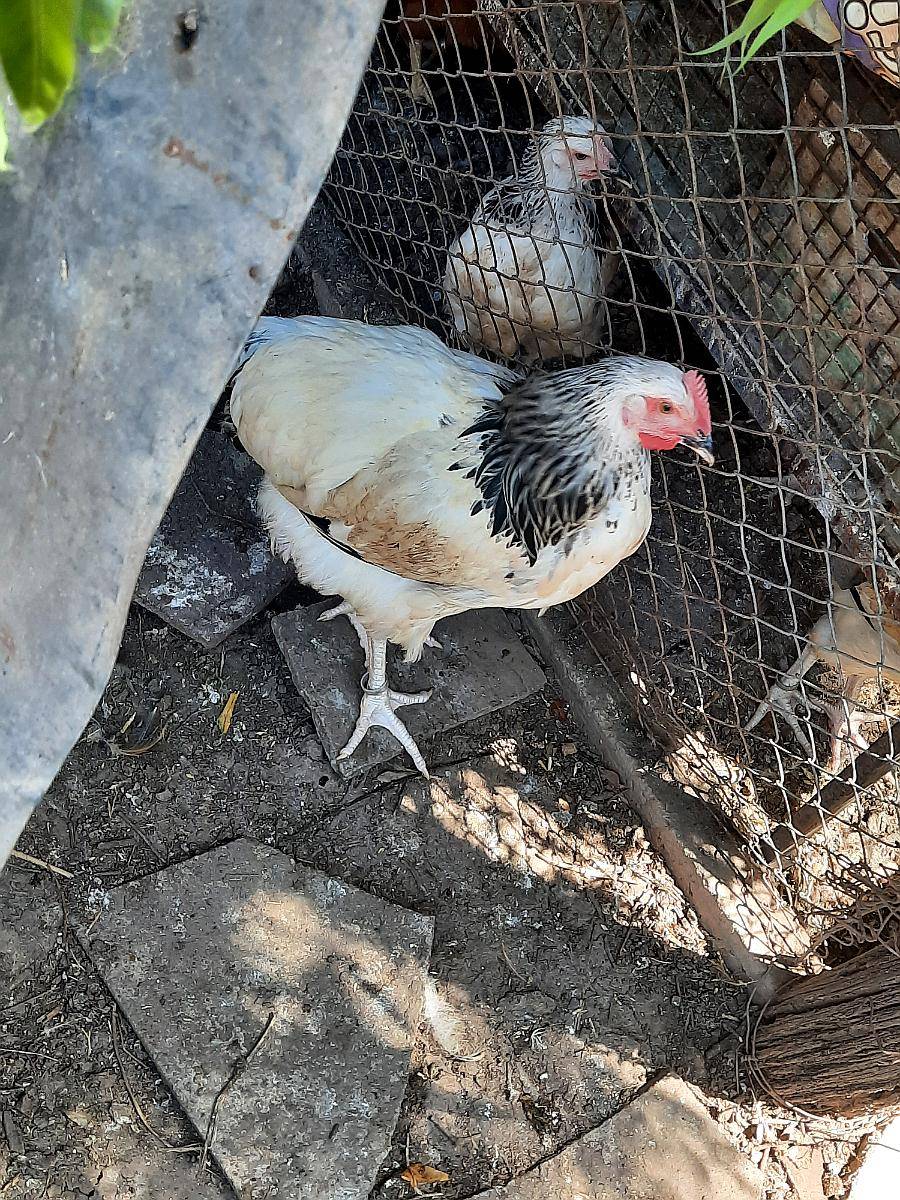 Gallos de Puros de Raza. Sussex Armiñado.