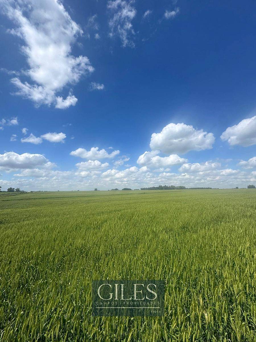Campo Agrícola de 70 Hectáreas