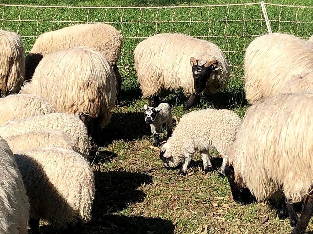 Venta Majada Ovejas Scottish Black Face