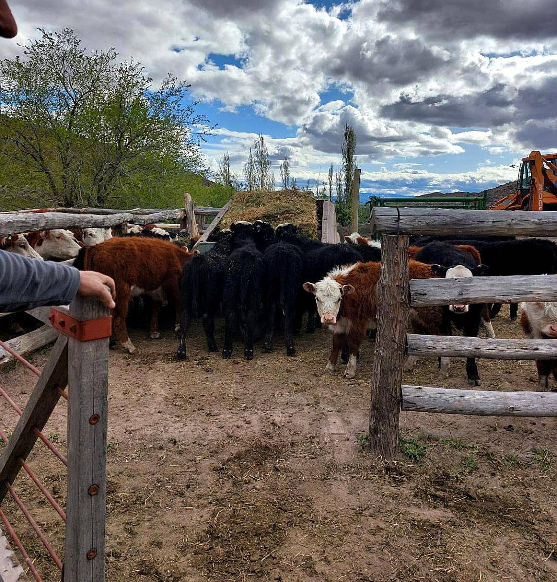 20.500 Ha Excepcional Estancia en Chubut
