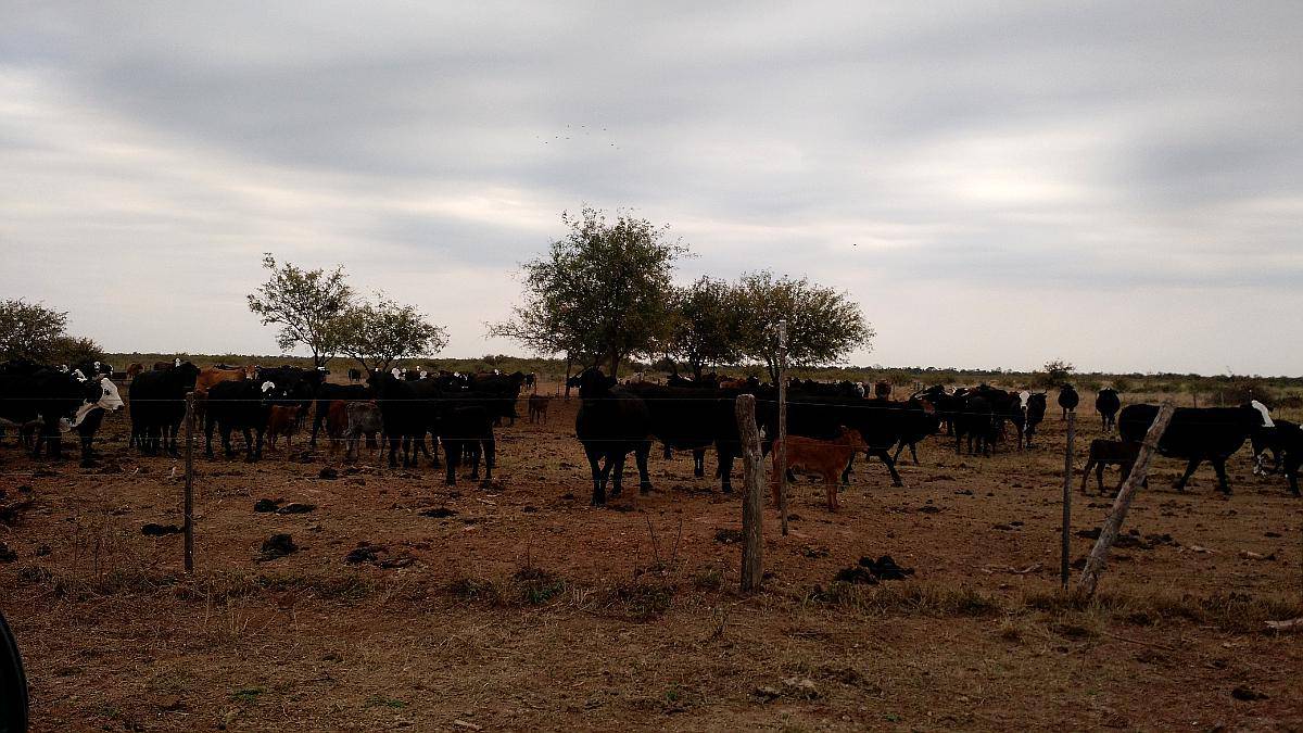 Salta - Excelente Campo Ganadero-solo Interesados Directos-