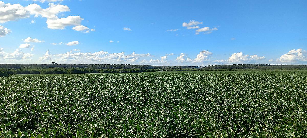 Campo Agricola 70 Hectareas