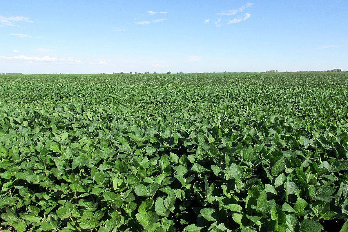 1.524 Has. en Venta - Bolívar - Buenos Aires.