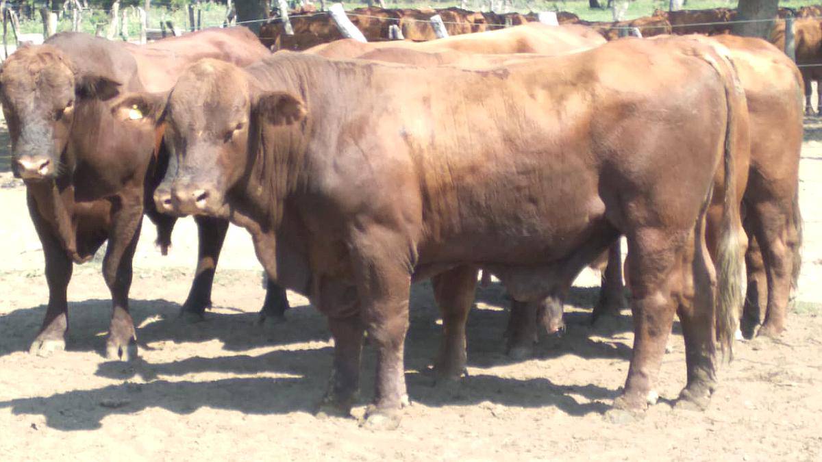 Toros Brangus Colorados-san Javier