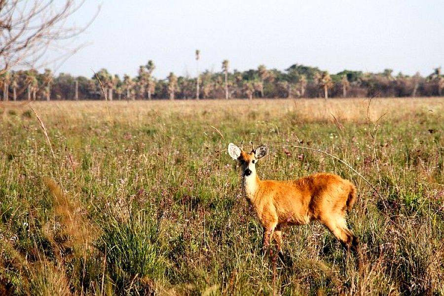 Vendo Campo en el Iberá 18.000 Has.
