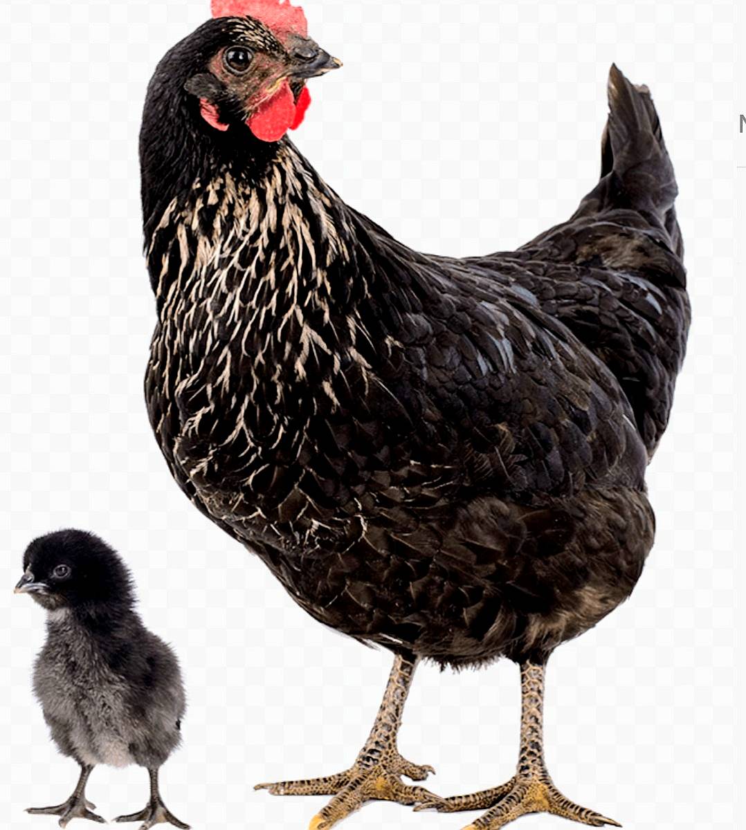 Ponedoras Negras Black Star