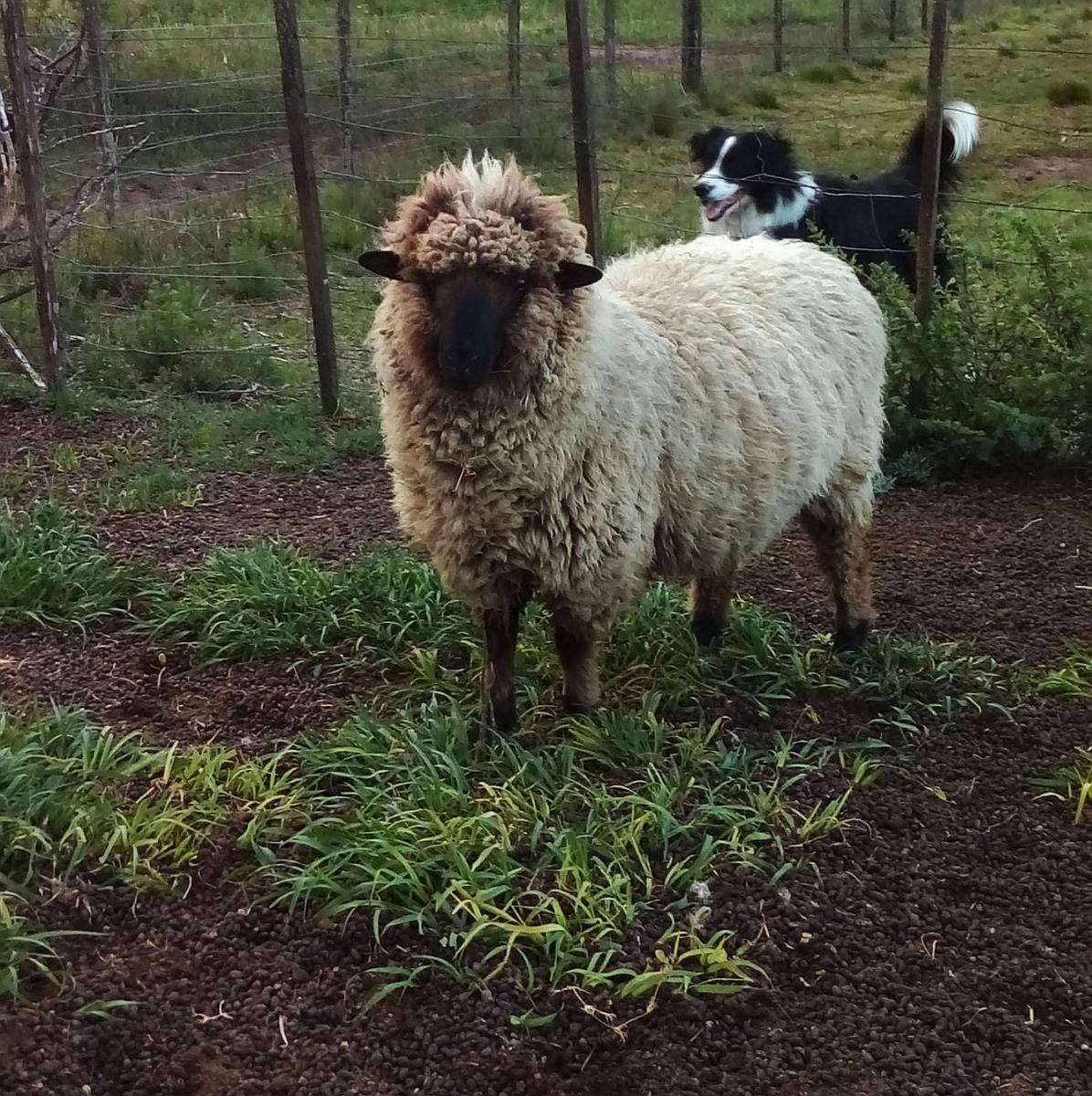 Carnero, Corderos Cara Negra