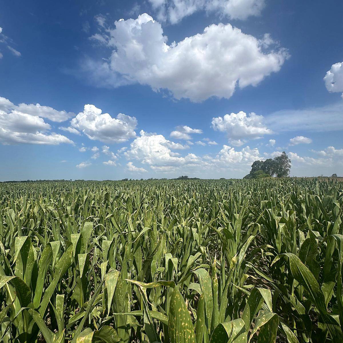 Campo de 180 Hectáreas Agrícolas