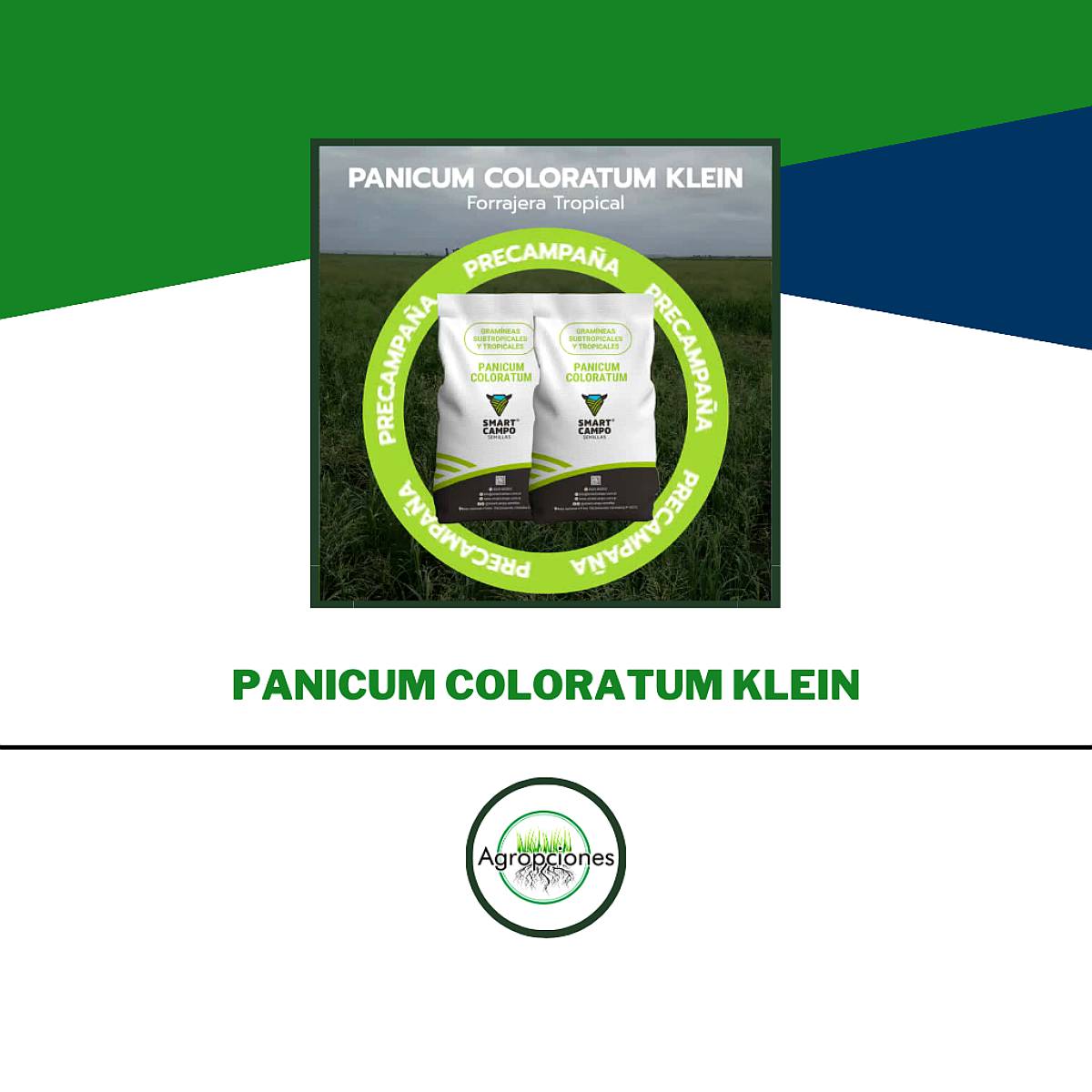 Semilla de Panicum Coloratum Klein