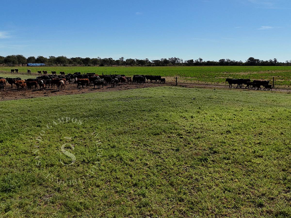 Venta Campo Mixto. 196 HA. la Camila, Santa FE.