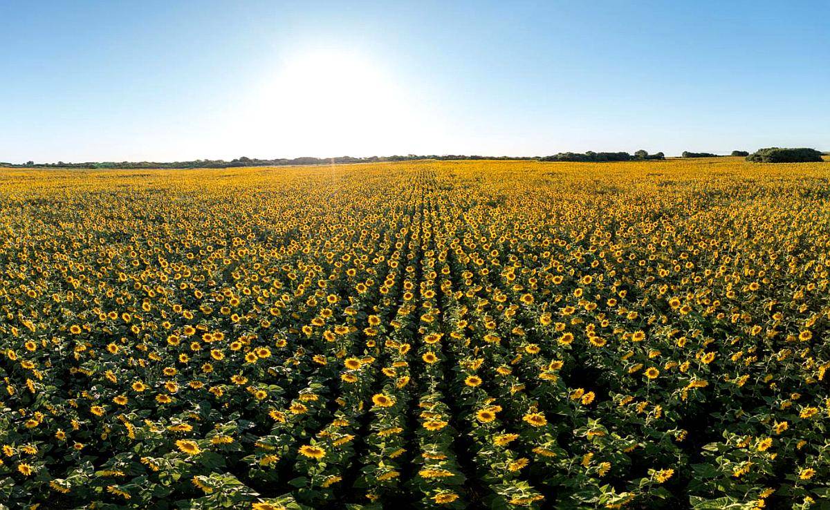 771 Has. Agrícolas en Venta en Santa Sylvina, Chaco.