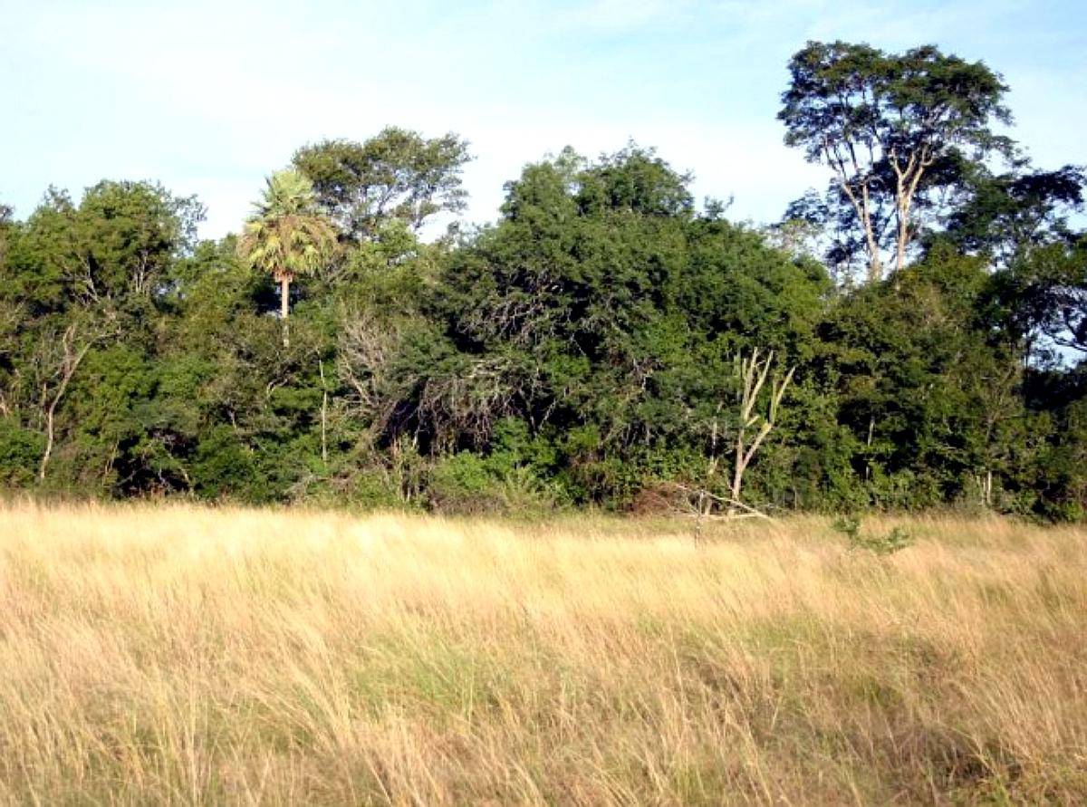 Campo de 500 Ha - Chaco - Monte