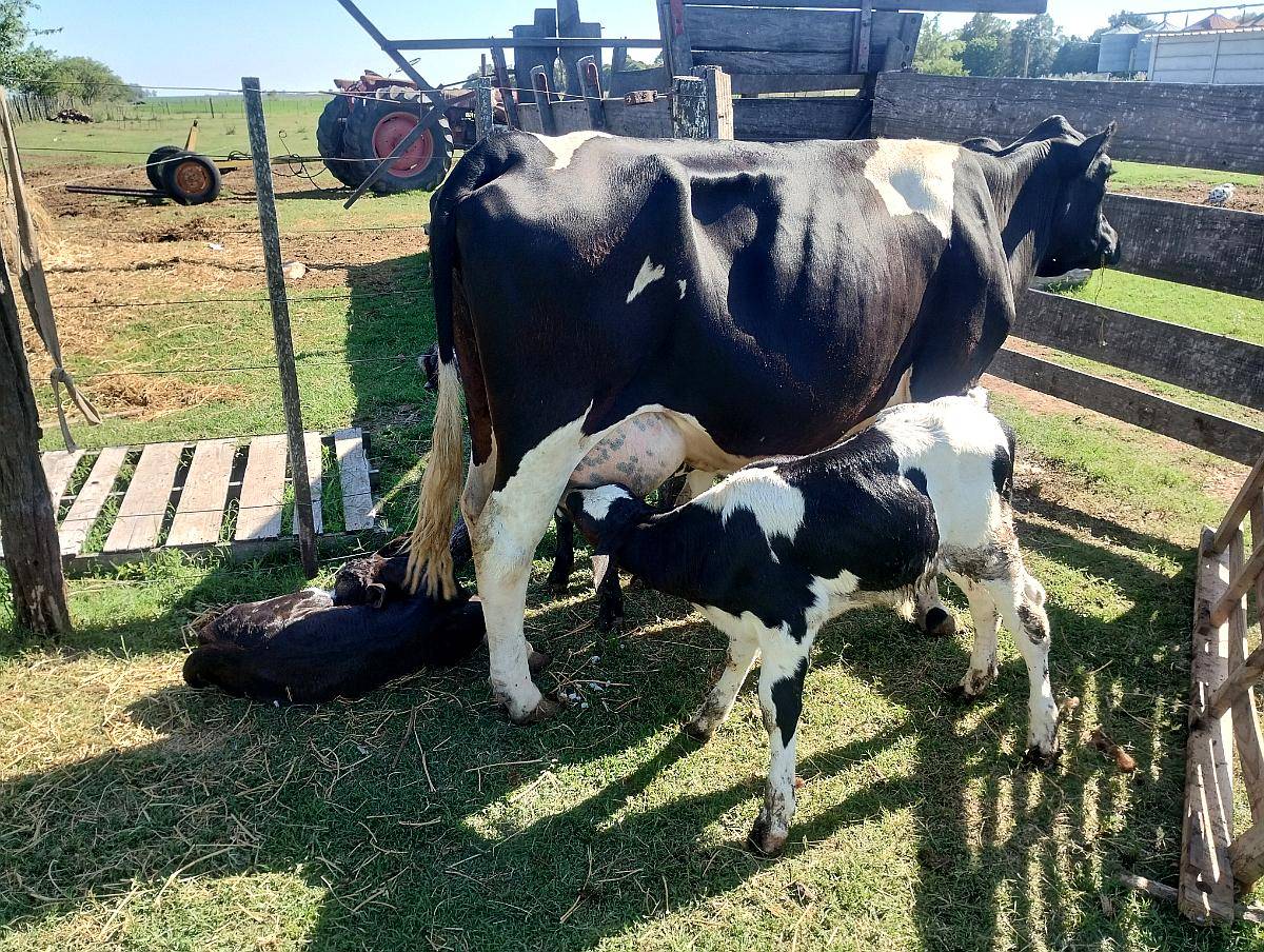 Vendo Dos Vaquillonas Holando con 2 Cria Cada UNA