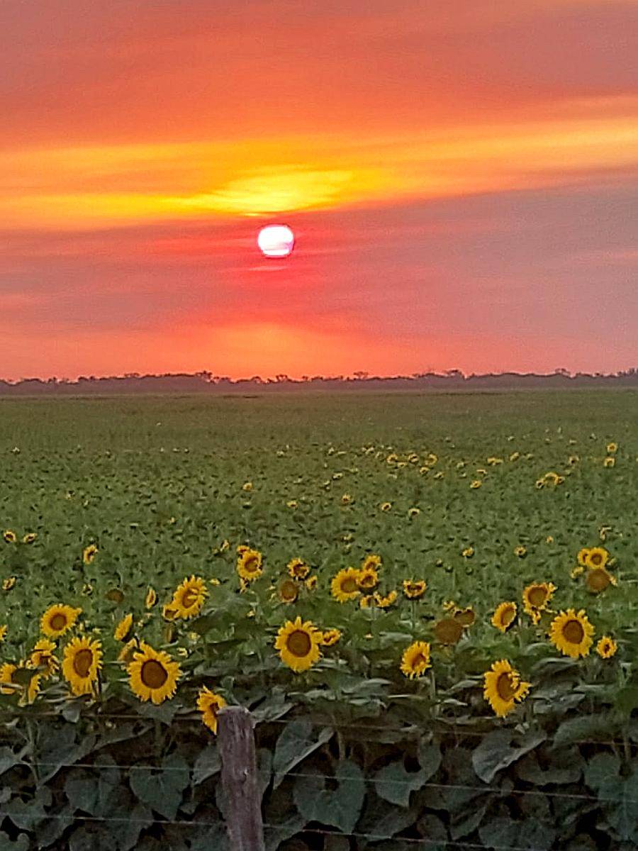 Venta 15.000 Has S/ruta Pcial. Vera Norte de STA FE Ganadero