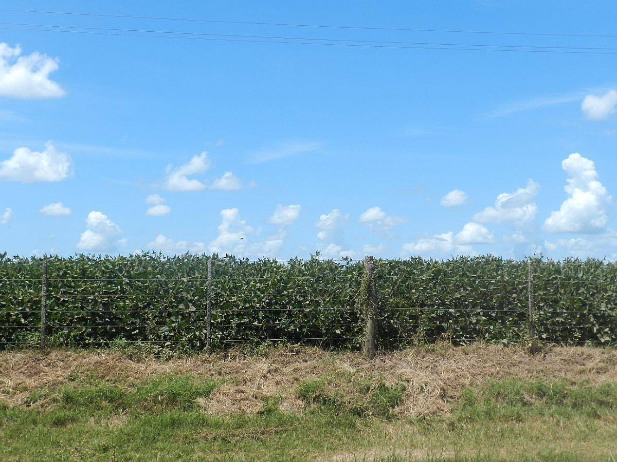 75 Has 100 % Agrícolas en Salto Clase I/1 Serie Arroyo Dulce
