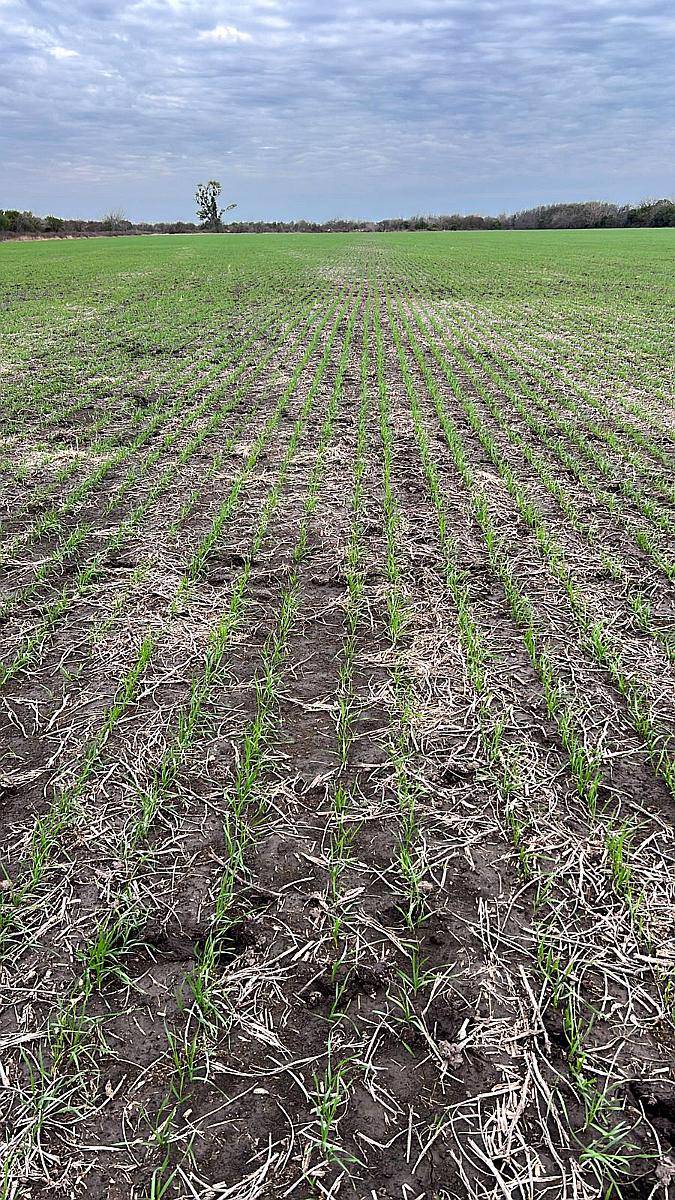 92 Ha Agrícolas. R. del Tala. Cerca de Ruta 39.- Trigo 2025