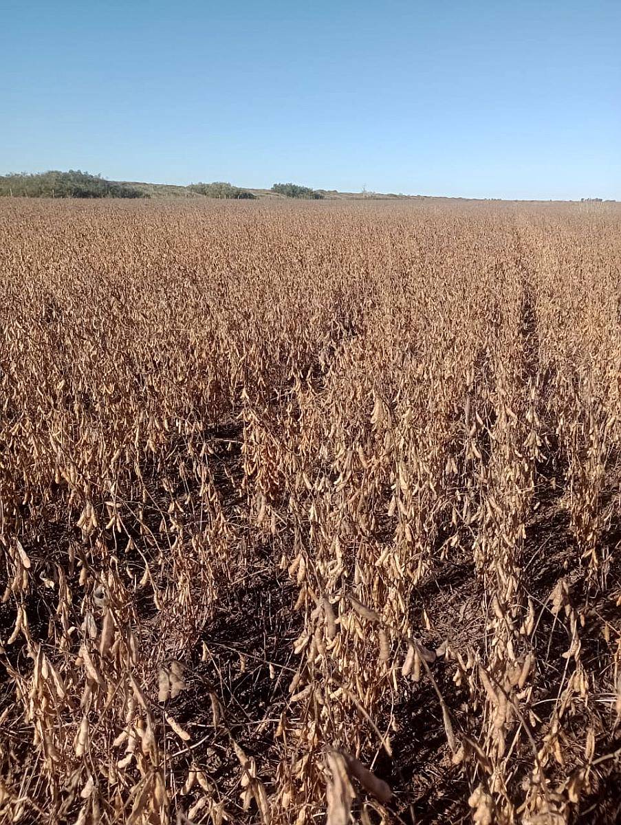 Vendo Campo Agricola 3500 Ha