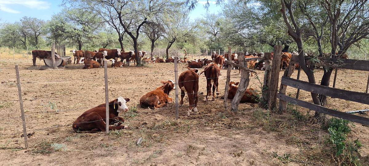 2300 Ha Ganaderas en Quines