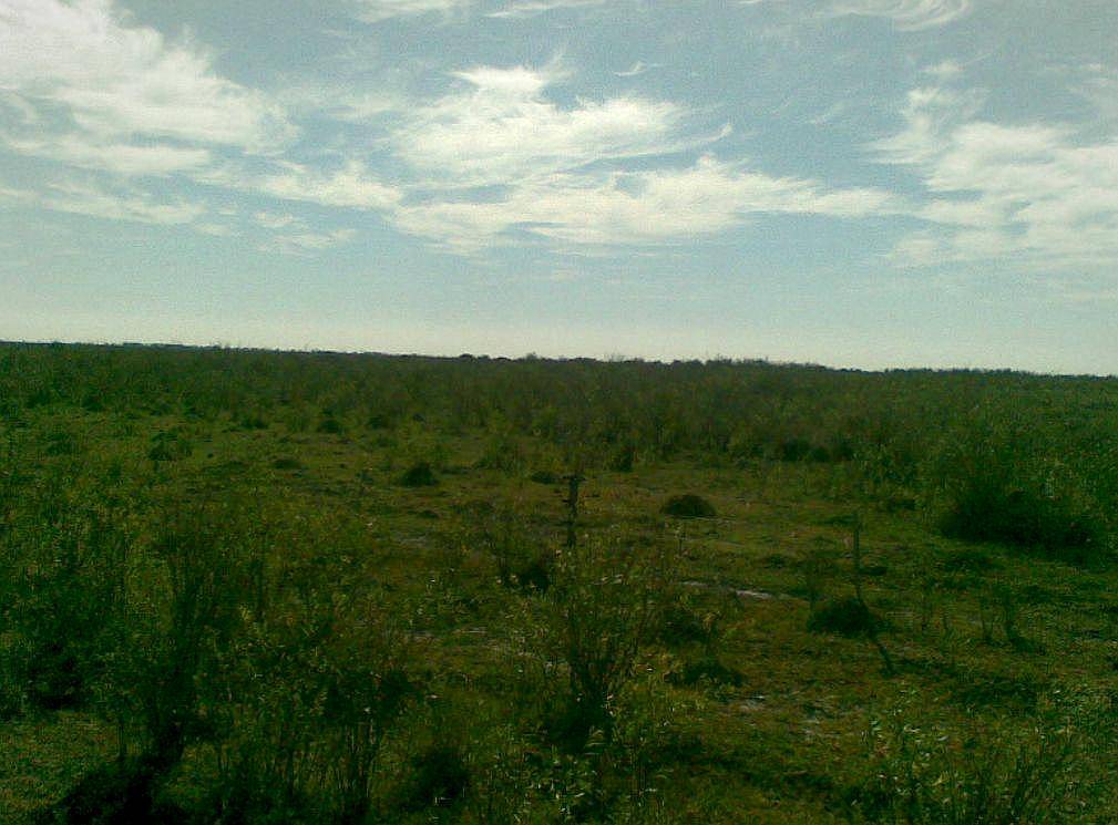 1200 Has Ganaderas a Desarrollar en Nueva Italia