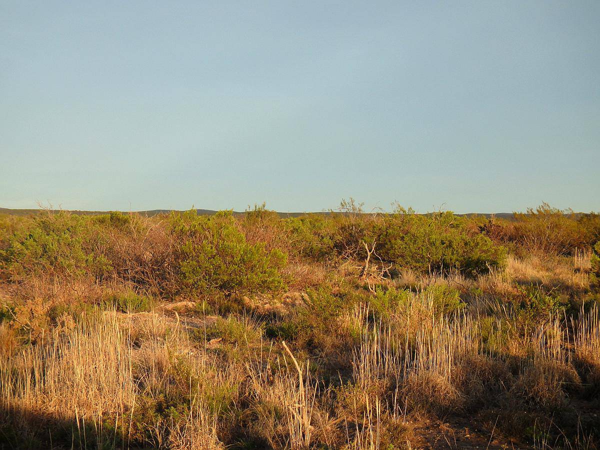 2500 Has. Lihuel Calel – la Pampa