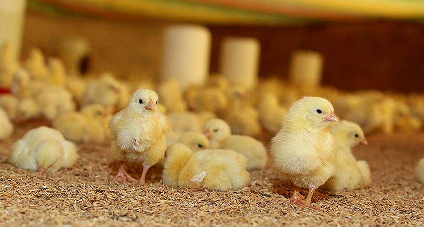 Se Vende Granja Avicola CAP/30 Mil Pollos.