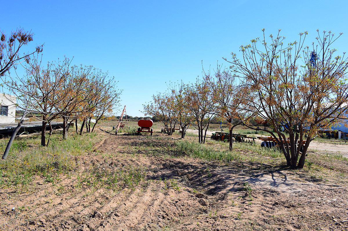 Cruz del Eje - 530 Has.- Mixto -