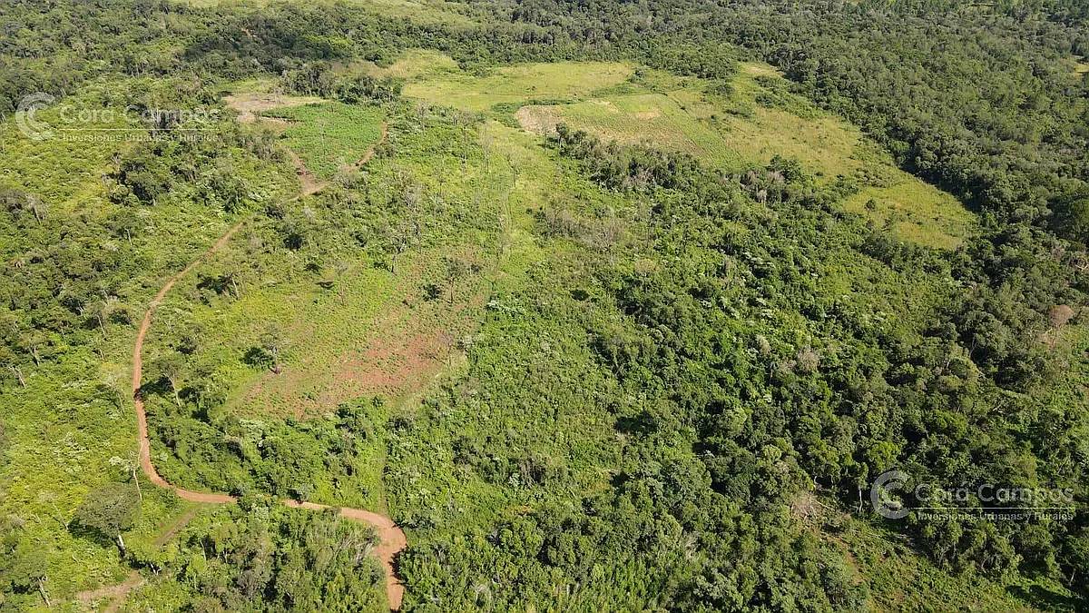 Chacra en Santo Pipo, 44 Ha Forestación, Yerba y Monte