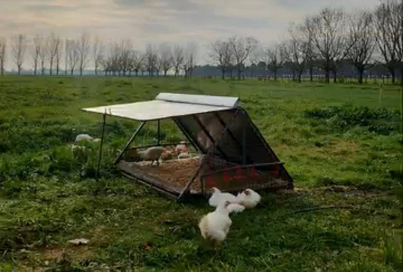 Jaulas para Cría de Pollos / Gallinas a Campo