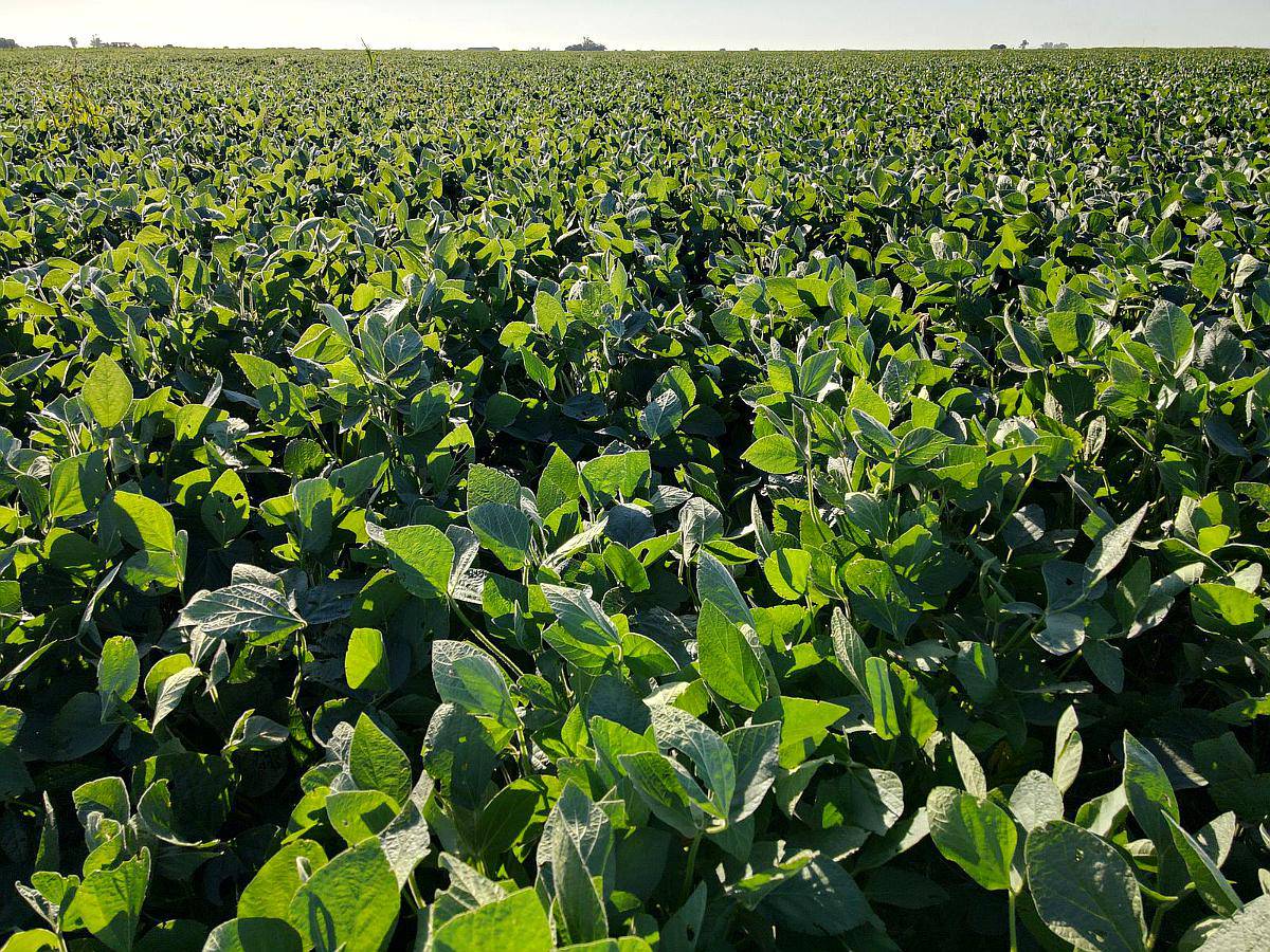 26 Ha Agrícolas. Suelo Clase 1. Depto San Jerónimo.