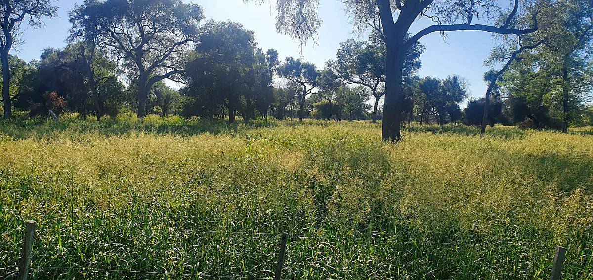 1000ha Agricolaganaderas en Fuerte Esperanza, Chaco