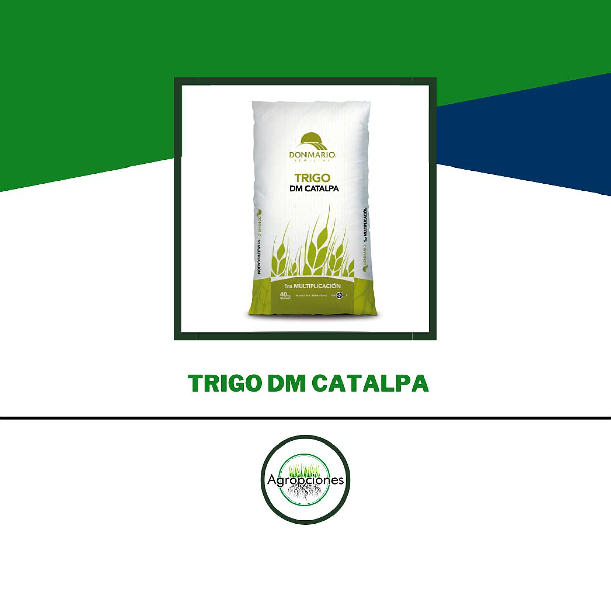 Semilla de Trigo Catalpa - Don Mario