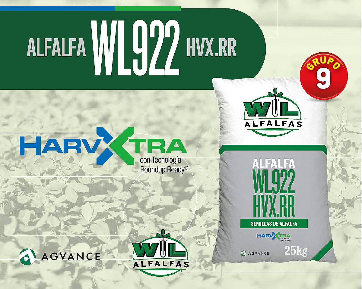 Alfalfas WL 922 Hvx.rr