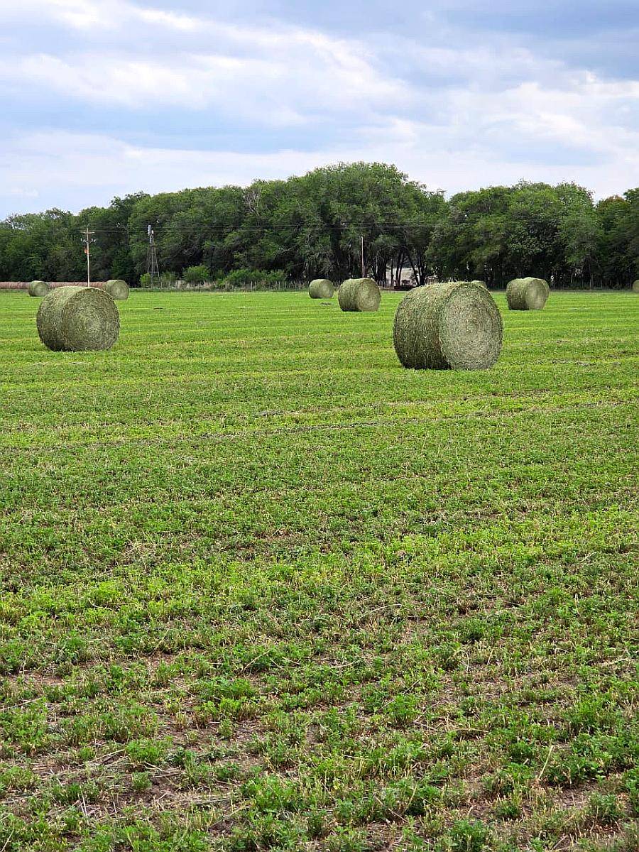 Rollos de Alfalfa de Primera